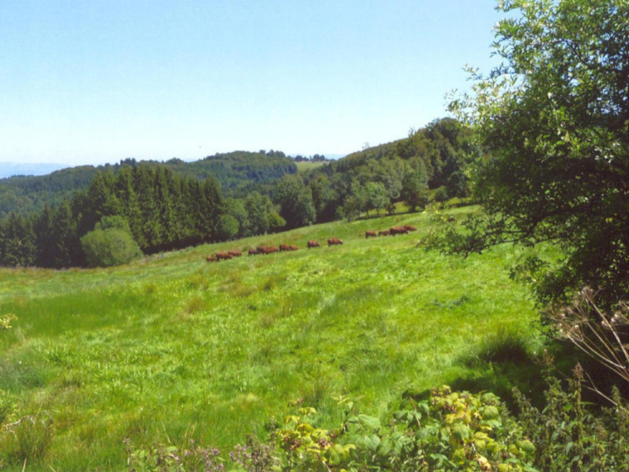 Charmant Gite Avec Terrasse, Cheminee Et Jardin, A Proximite Des Bois, Animaux Acceptes - Fr-1-496-205 Saint-Jean-Soleymieux Eksteriør billede